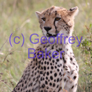 Animals