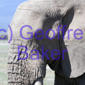 Elephant 01 Geoffrey Baker
