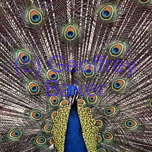 Peacock 01 Geoffrey Baker